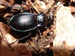 Image of Carabus (Eucarabus) catenulatus Scopoli 1763