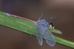 Image de Agrionoptera insignis (Rambur 1842)