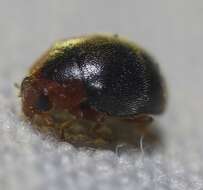 Image of Scymnus (Pullus) louisianae J. Chapin 1973