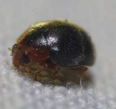 Image of Scymnus (Pullus) louisianae J. Chapin 1973