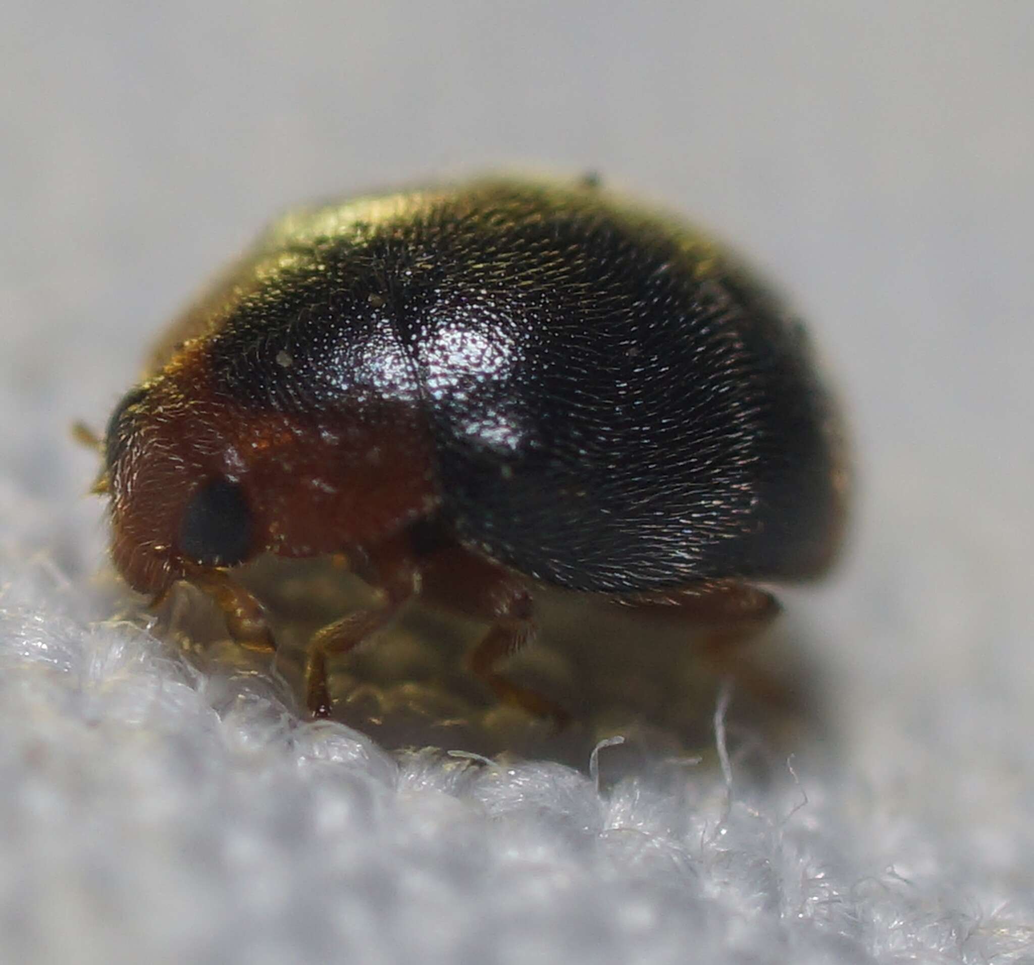 Image of Scymnus (Pullus) louisianae J. Chapin 1973