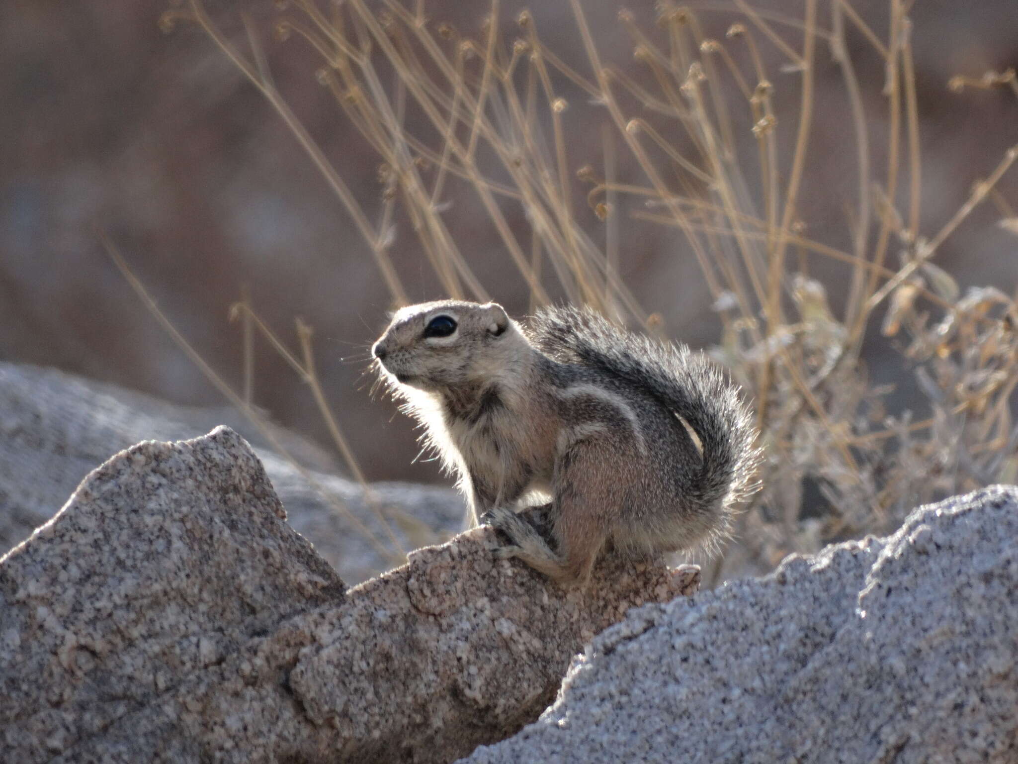 Image de Ammospermophilus harrisii (Audubon & Bachman 1854)