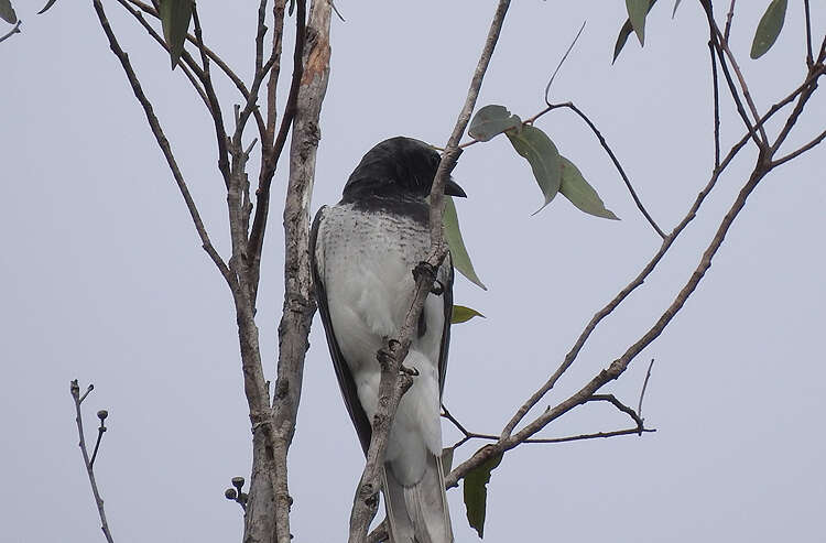 Coracina papuensis robusta (Latham 1801) resmi