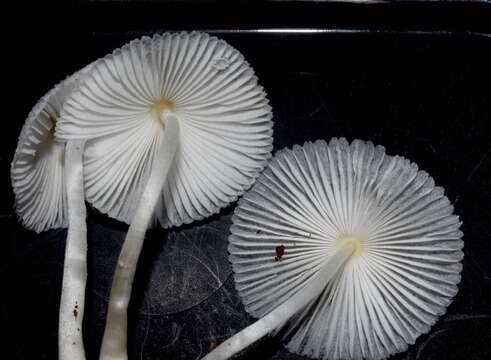 Слика од Leucocoprinus ianthinus (Sacc.) P. Mohr 1994