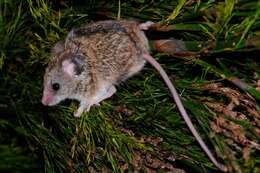 Image of Brants's African Climbing Mouse -- Brant's Climbing Mouse