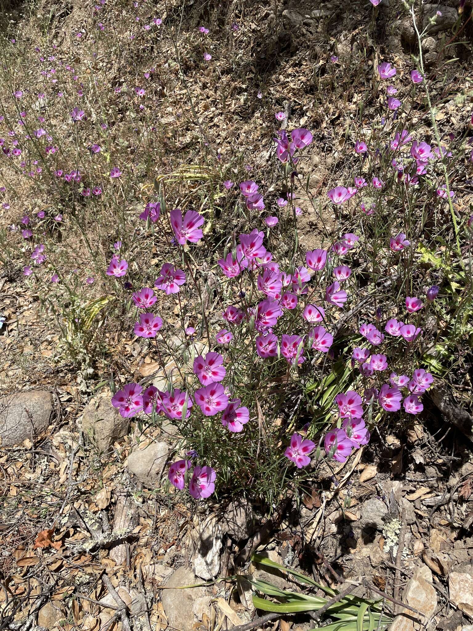 Imagem de Clarkia gracilis subsp. sonomensis (C. L. Bitchc.) F. H. Lewis & M. E. Lewis