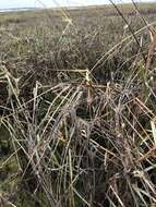 Image of California Cord Grass