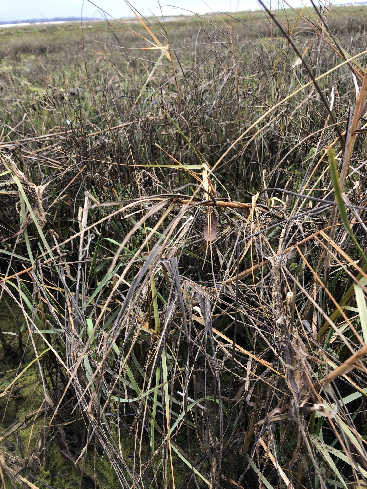 Image of California Cord Grass