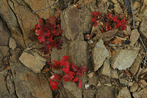 Image of Pacific poison oak