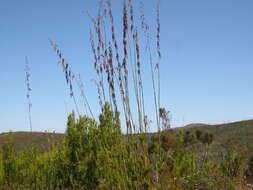 Image of Rhodocoma gigantea (Kunth) H. P. Linder