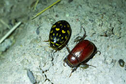 Image of Sunburst Diving Beetle