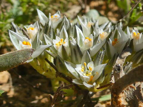 Image of Limeum africanum L.