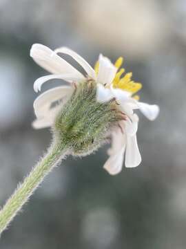 Image of Indian Canyon fleabane