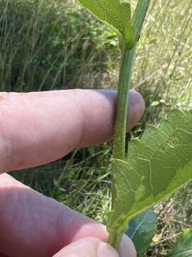 Image of <i>Parthenium <i>integrifolium</i></i> var. integrifolium