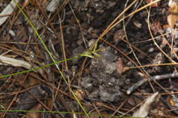 Image of Carex lectissima K. A. Ford