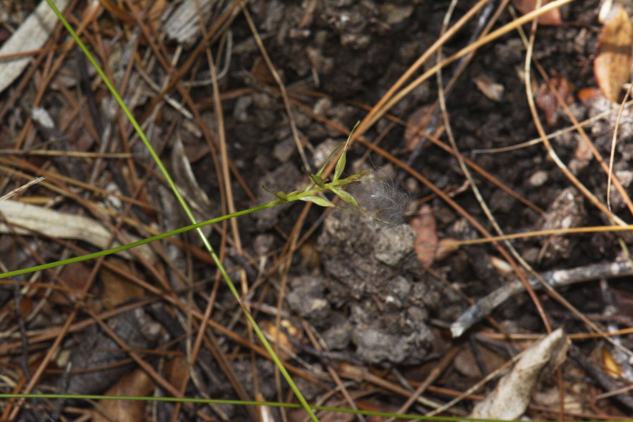 Image of Carex lectissima K. A. Ford