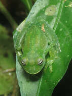 Image of Savage's cochran frog