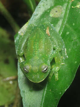 Image de Centrolene savagei (Ruiz-Carranza & Lynch 1991)