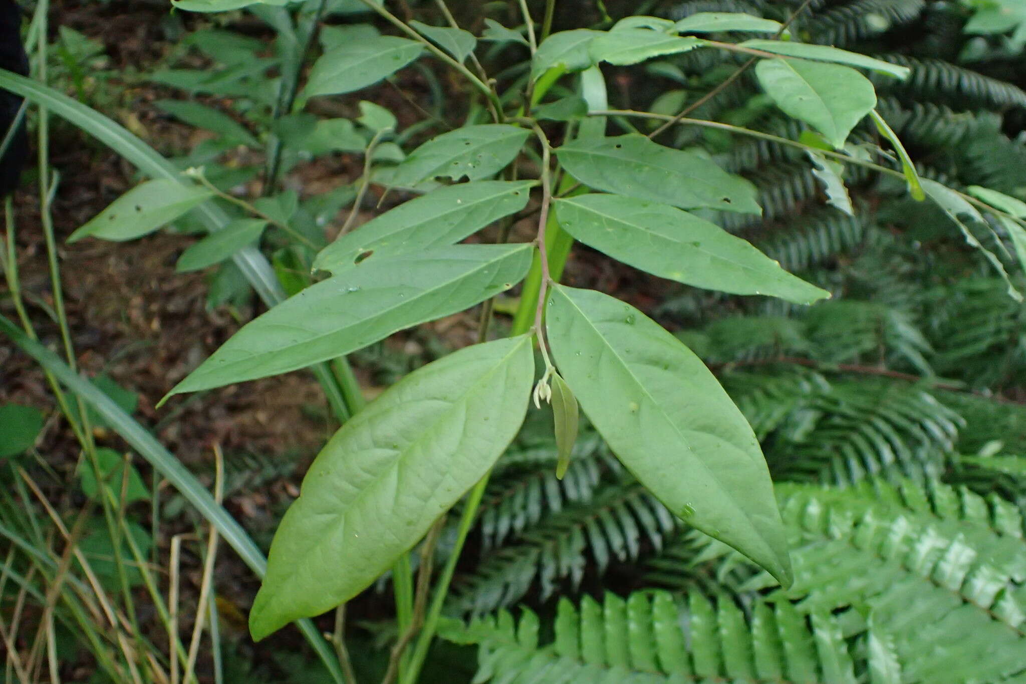 Слика од Phyllanthus meghalayensis Chakrab. & N. P. Balakr.