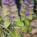 Sivun Ajuga pyramidalis subsp. meonantha (Hoffmanns. & Link) Fern. Casas kuva