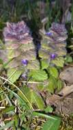 Image of Ajuga pyramidalis subsp. meonantha (Hoffmanns. & Link) Fern. Casas