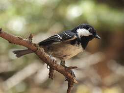 Image of Periparus ater ater (Linnaeus 1758)