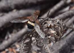 Image of Ligyra punctipennis (Macquart 1850)