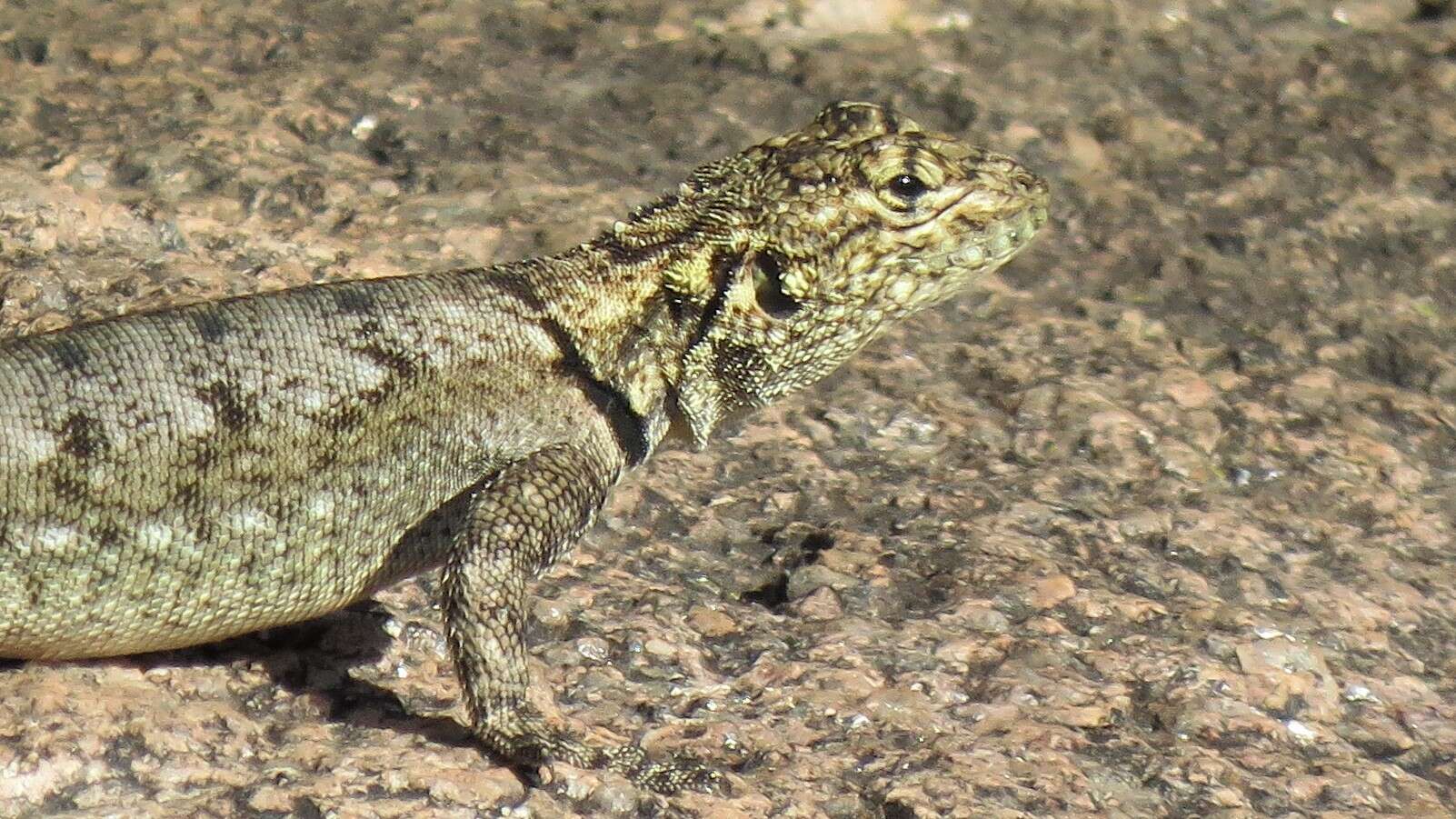 Image de Tropidurus spinulosus (Cope 1862)