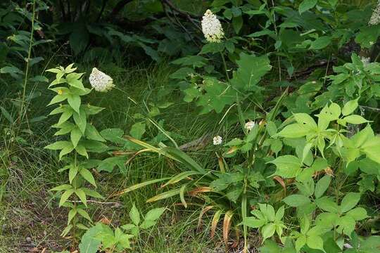 Image of amianthium