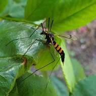 Слика од Nephrotoma crocata (Linnaeus 1758)