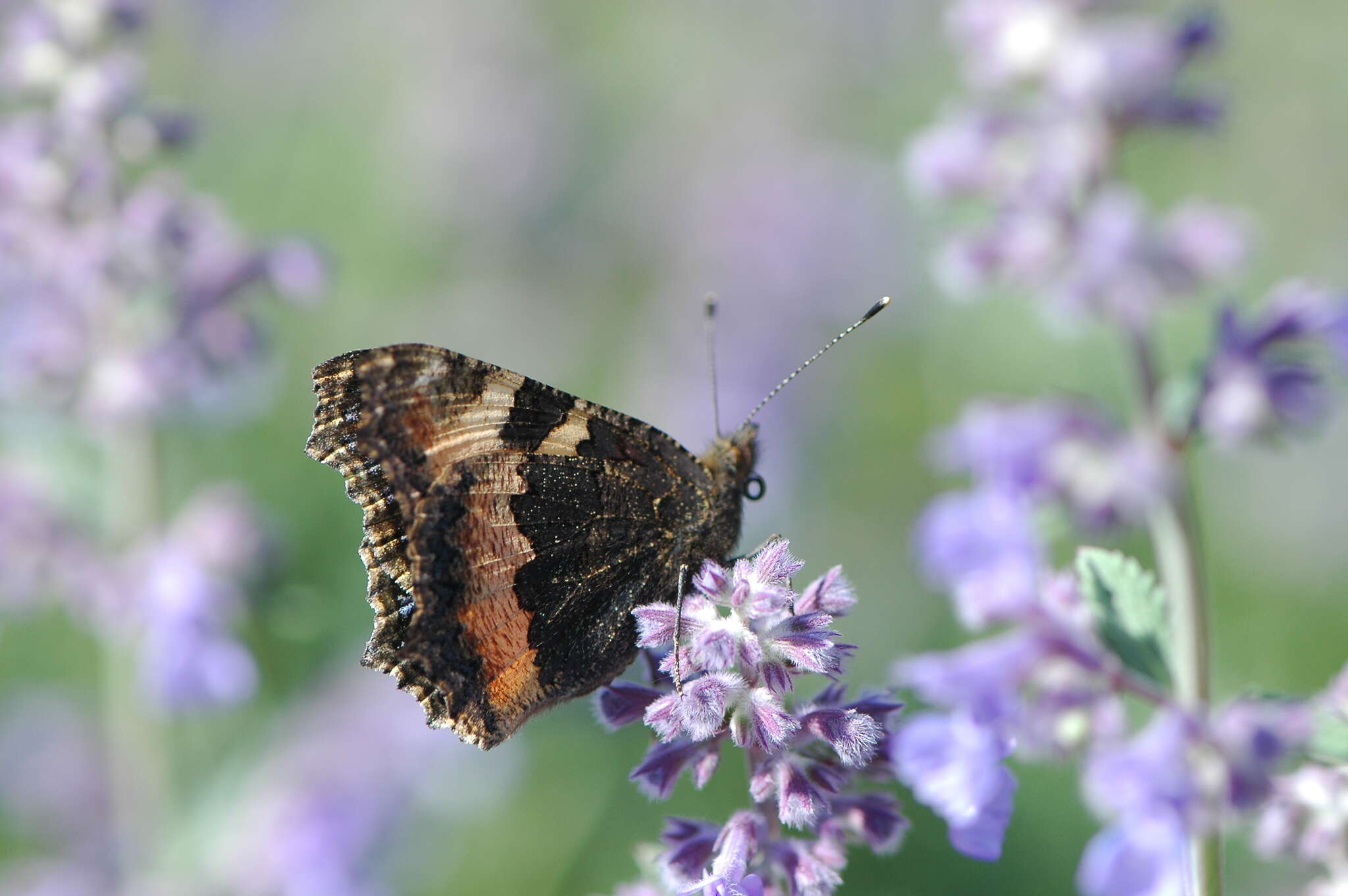 Imagem de Aglais urticae Linnaeus 1758