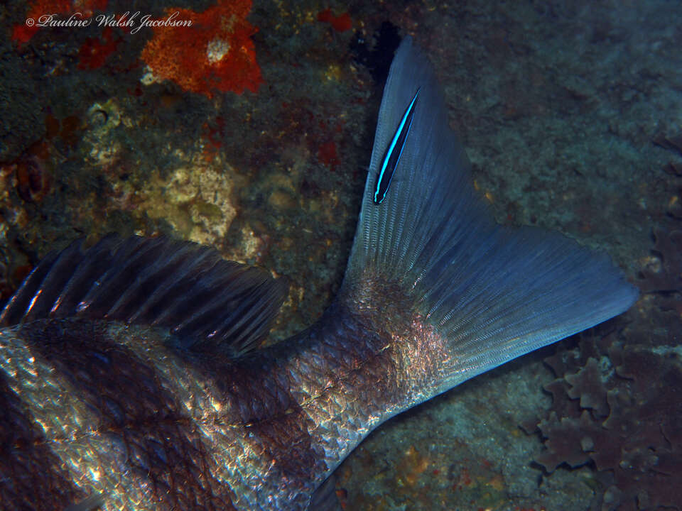 Image of Northern Neon Goby