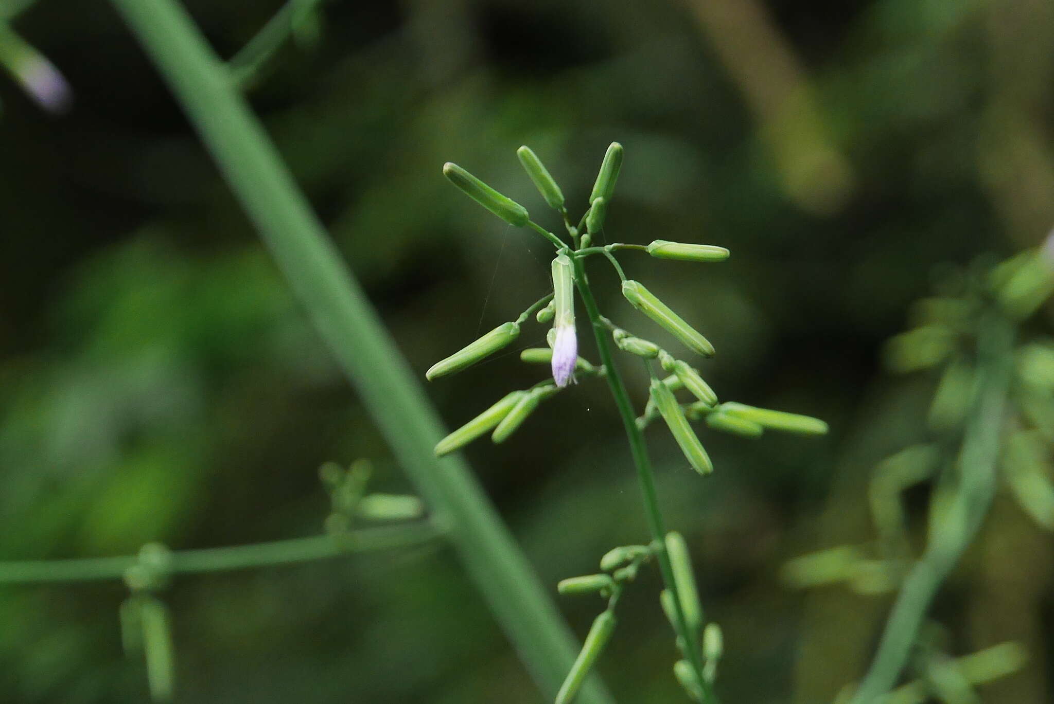 Image of Paraprenanthes sororia (Miq.) C. Shih