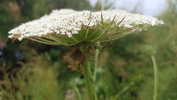 Image of Daucus carota subsp. azoricus Franco