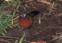 Image of Red-breasted Coua