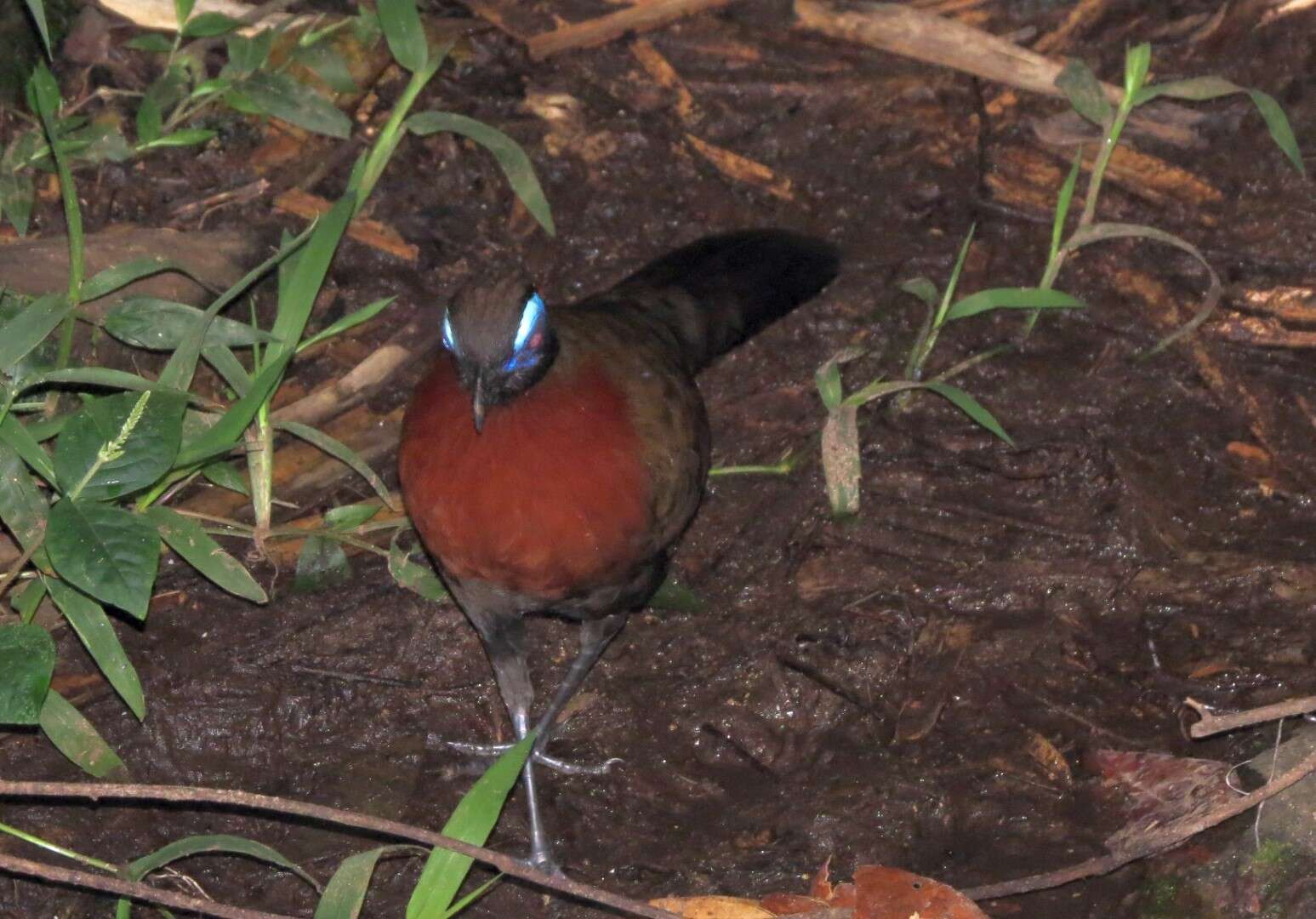 Image of Red-breasted Coua