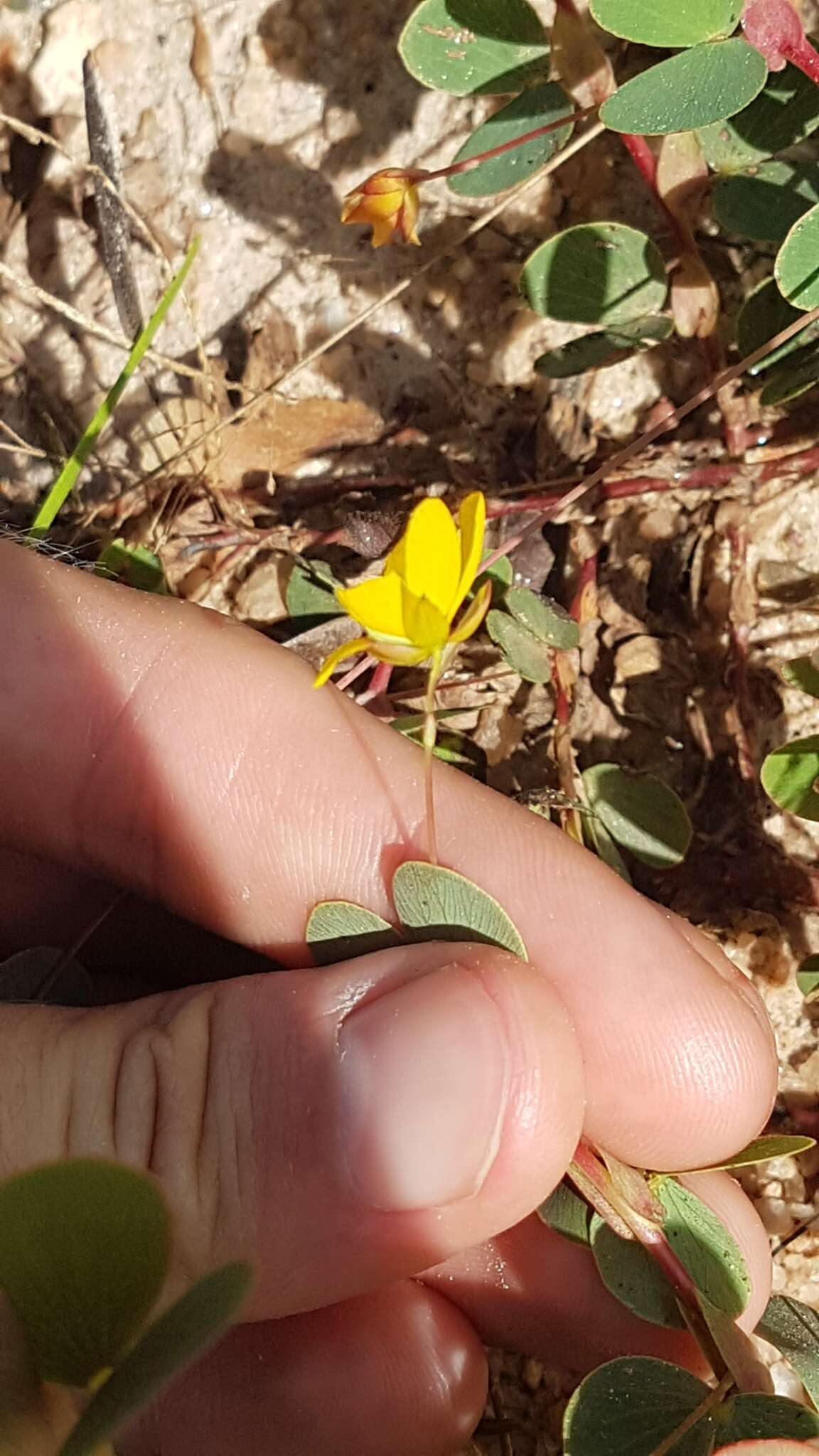 Image of Two-Leaf Sensitive-Pea