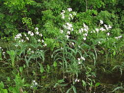 Image of Siberian horseradish