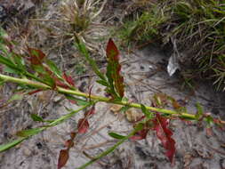 Sivun Oenothera simulans (Small) W. L. Wagner & Hoch kuva