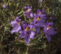 Image of Alstroemeria philippii Baker