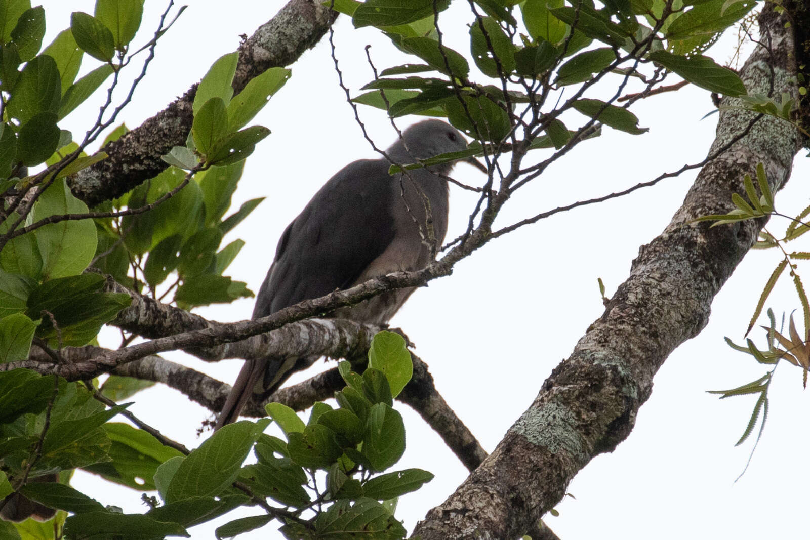 Image of Barking Imperial Pigeon