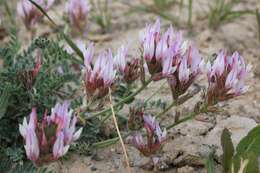 Image of Astragalus petraeus Kar. & Kir.