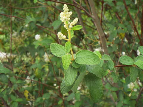 Image of Ceanothus caeruleus Lag.