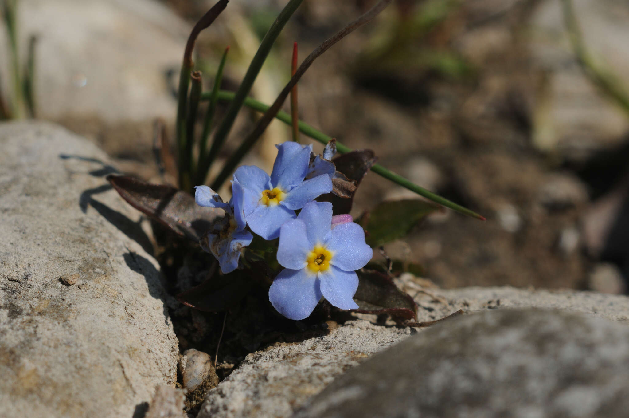 Image of Myosotis rehsteineri Warten.