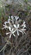 Image of Pelargonium auritum subsp. carneum (Harv.) J. J. A. V. D. Walt