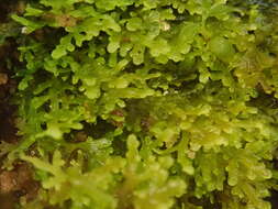 Image of Riccardia multifida (L.) Gray