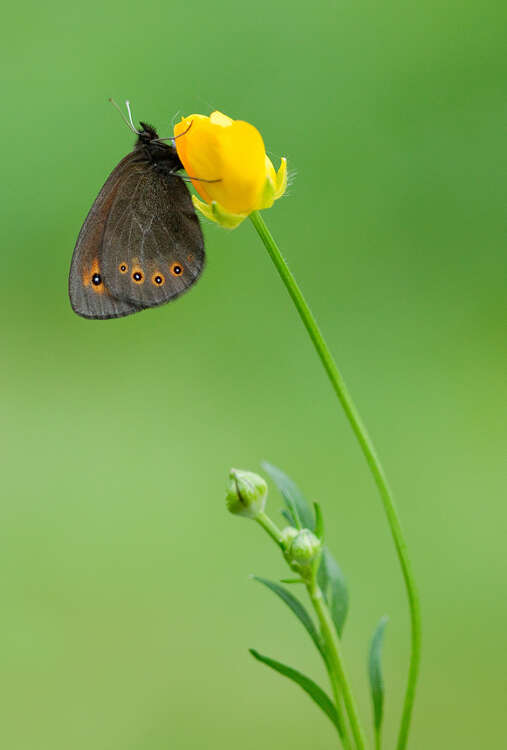 Image of woodland ringlet