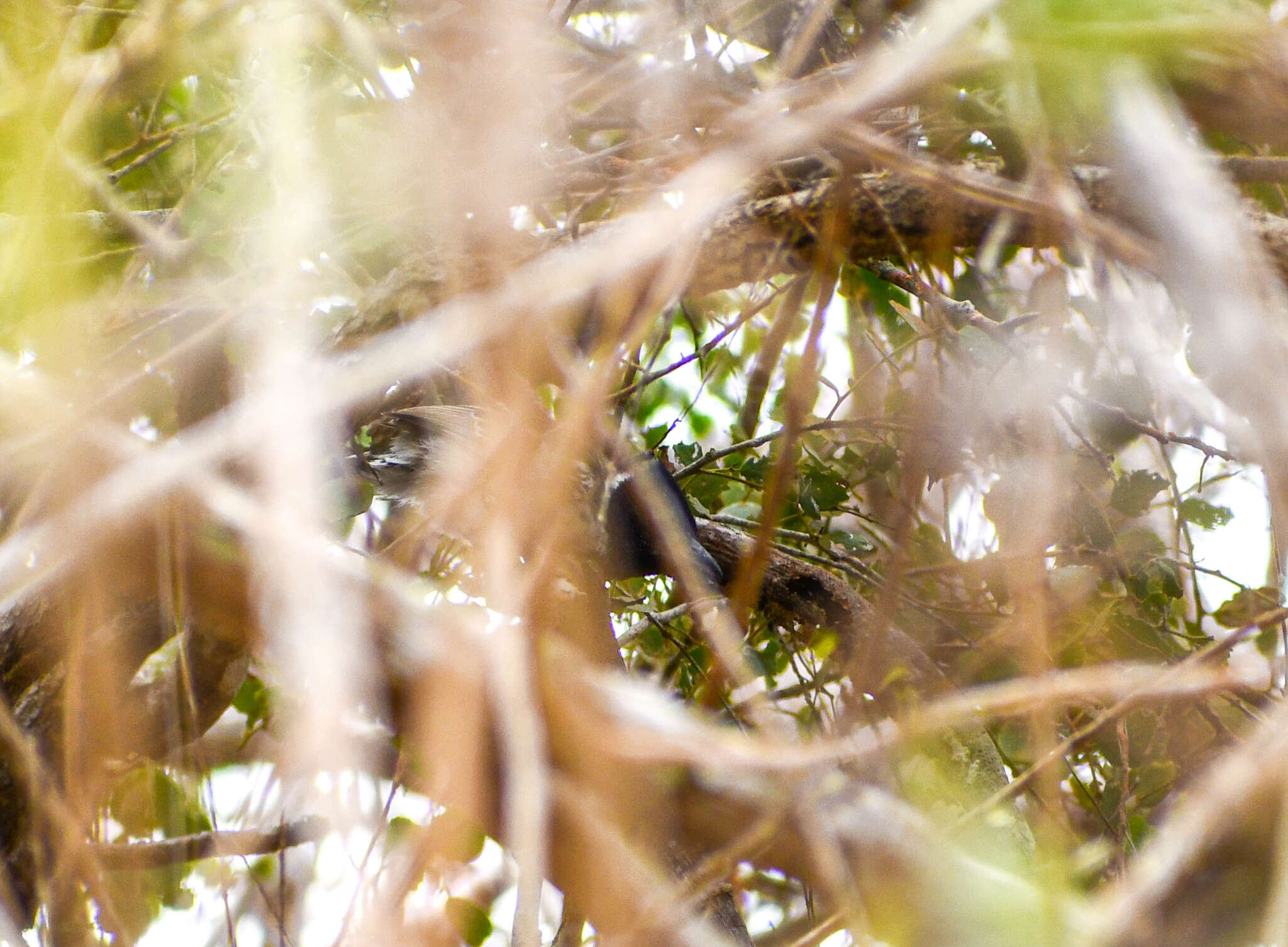 Image of Collared Antshrike