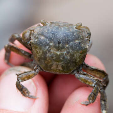 Image of Hemigrapsus crenulatus (H. Milne Edwards 1837)