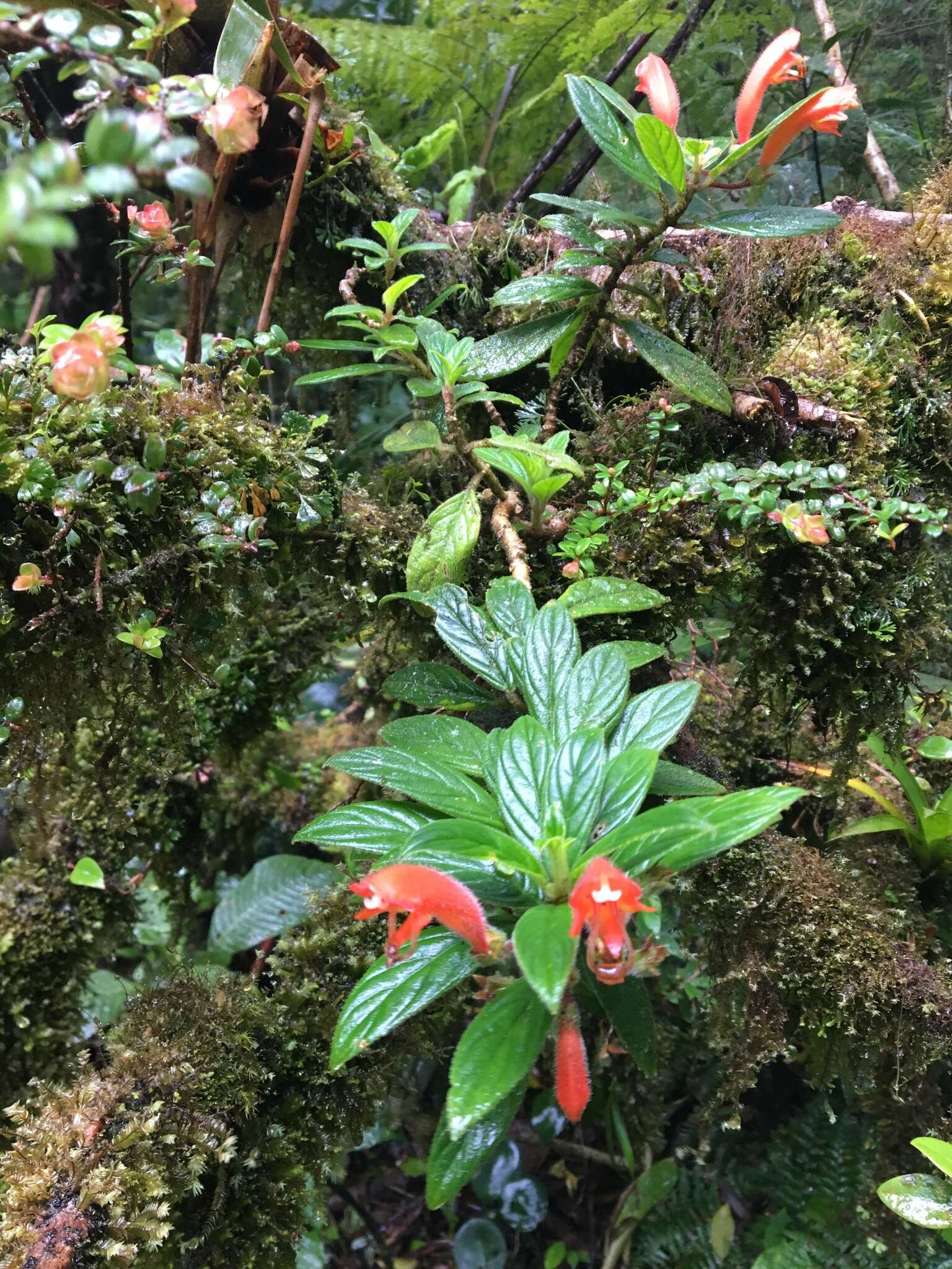 Image of Columnea magnifica Klotzsch ex Oerst.